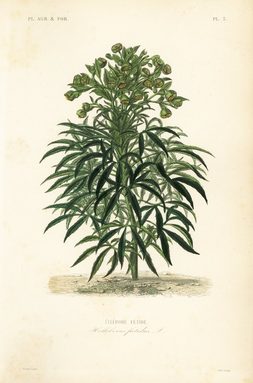 Elleboro puzzolente, Helleborus foetidus da Unbekannt