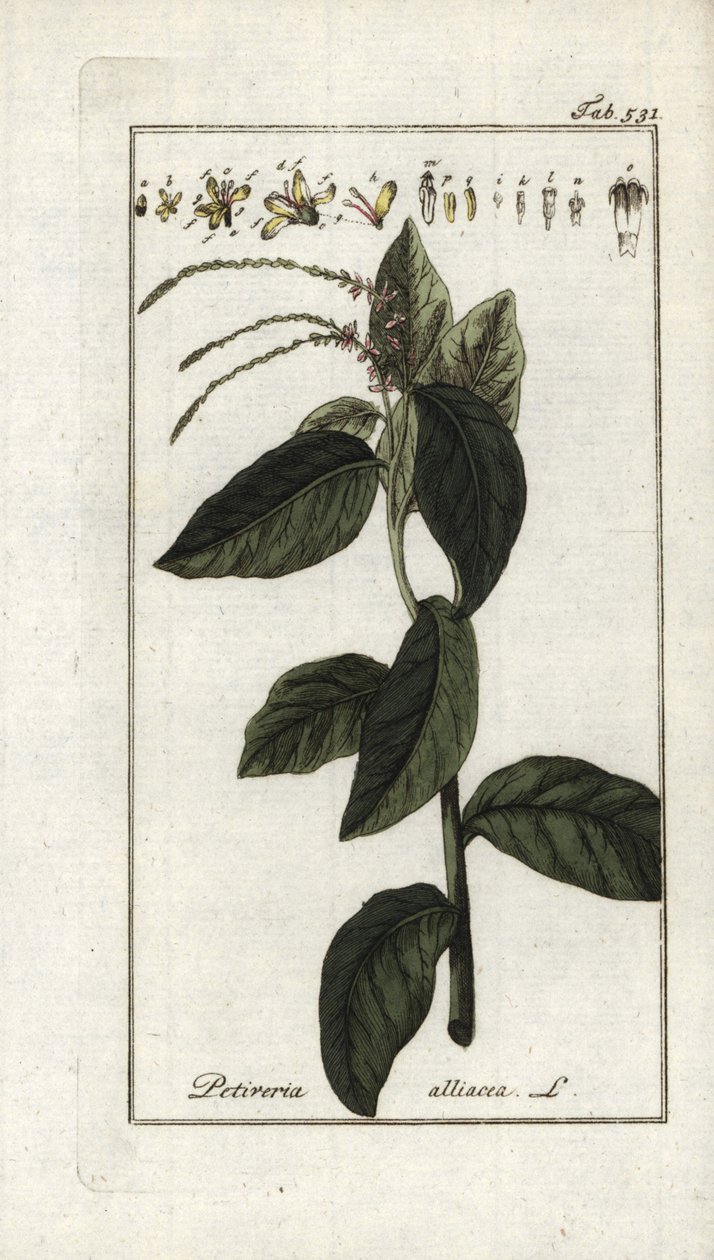 Verbena puzzolente da Unbekannter Künstler