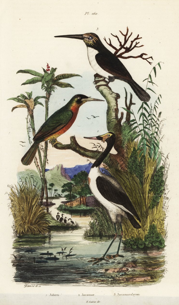 Cicogna, Jabiru mycteria, jacamar dalla coda ruggine, Galbula ruficauda e jacamar tridattilo, Jacamaralcyon tridactyla da Unbekannt