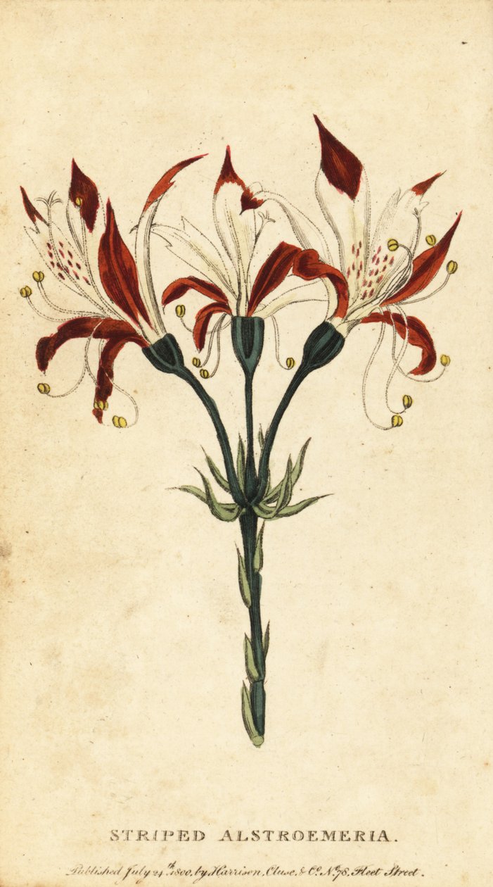 Alstroemeria striata, Alstroemeria ligtu, 1800 da Unbekannter Künstler