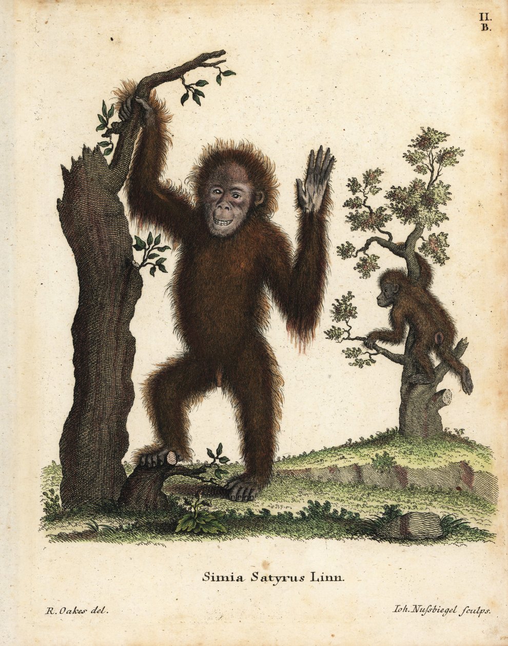 Orangutan di Sumatra, Pongo abelii da Unbekannter Künstler