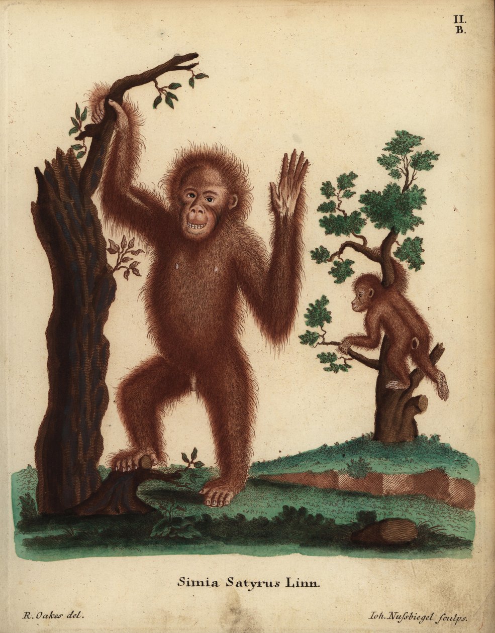 Orangutan di Sumatra, Pongo abelii. In pericolo critico. Simia satyrus Linn. Incisione a mano colorata su rame di Johann Nussbiegel dopo un