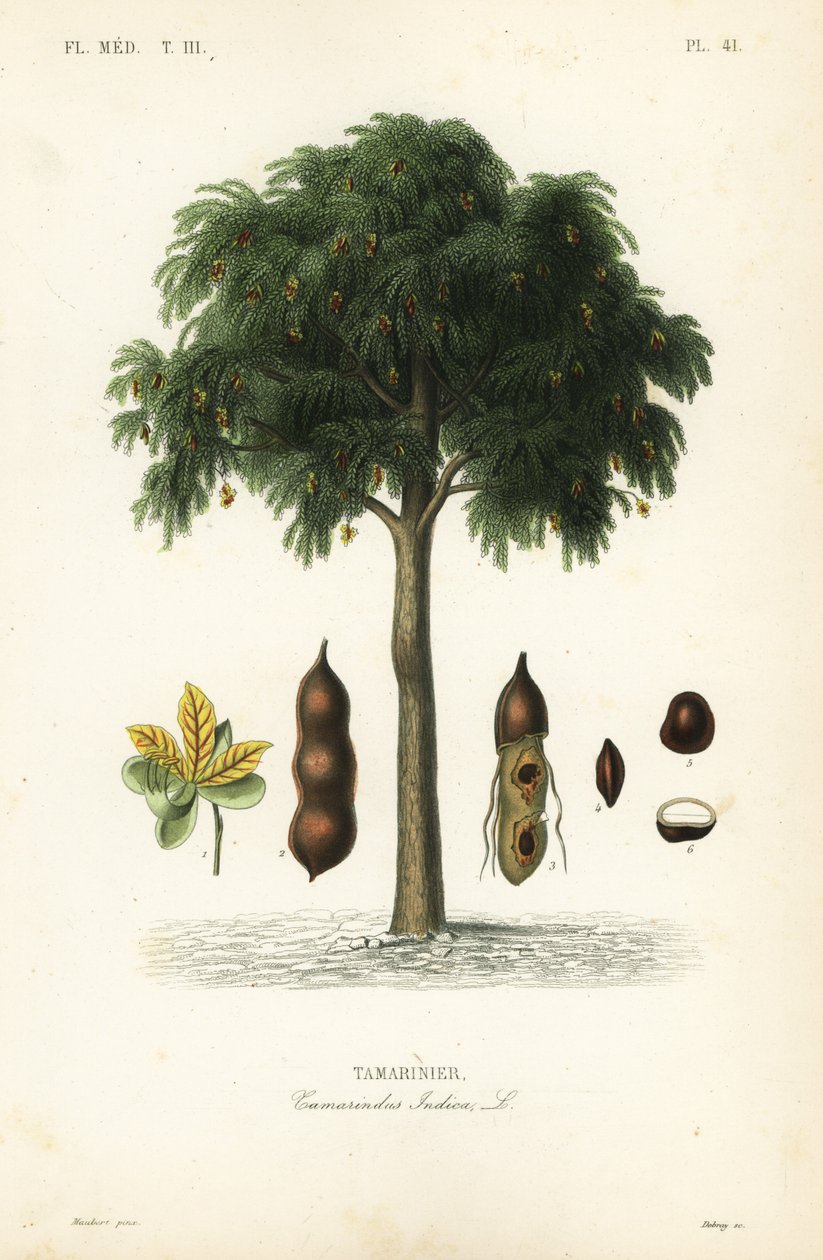 Albero di tamarindo, Tamarindus indica da Unbekannt