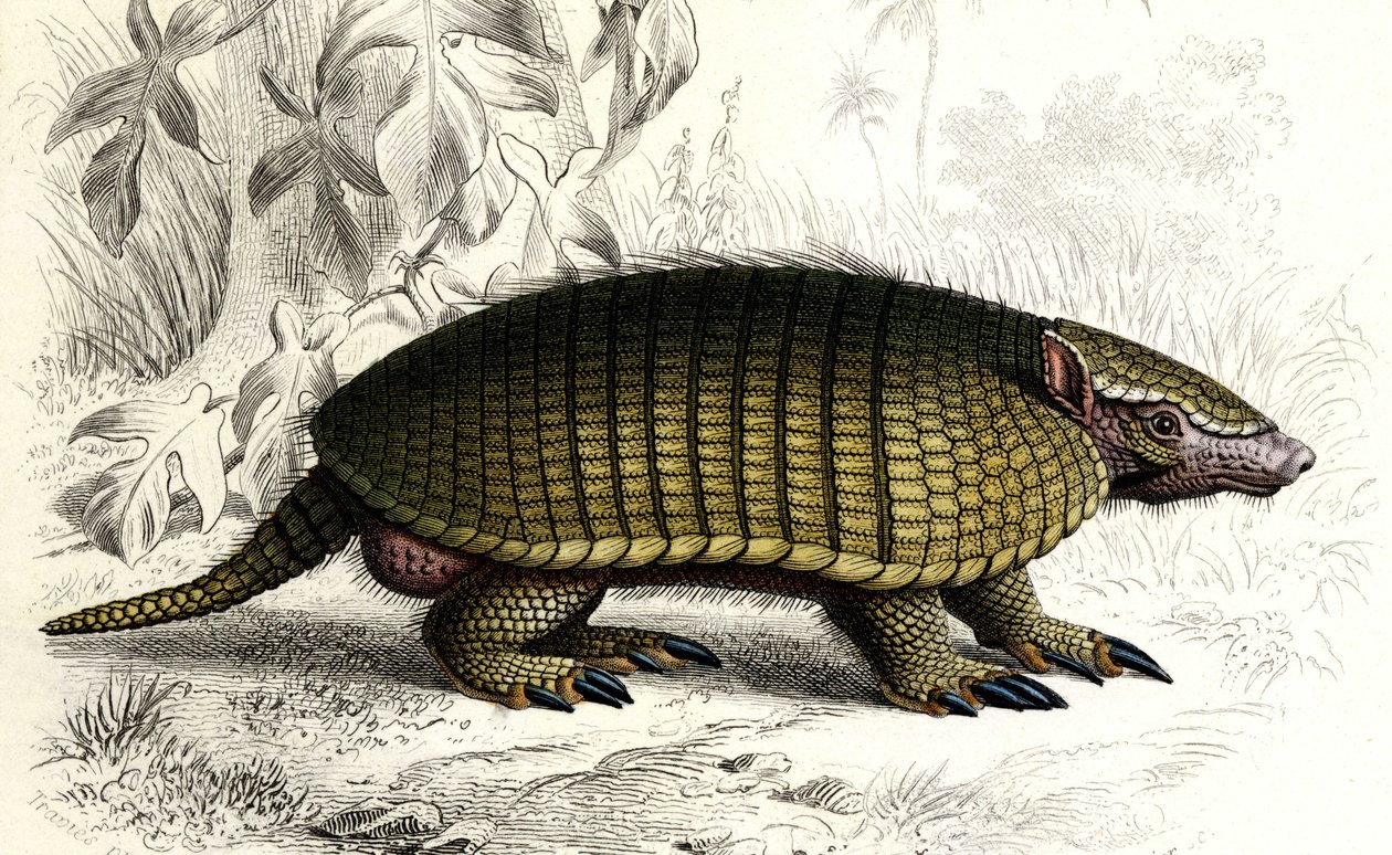 Tatou Encoubrt (Dasypus sexeinetus), mammiferi edentati. In Dictionnaire universel d