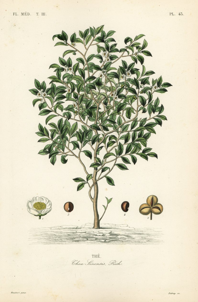 Pianta del tè, Camellia sinensis da Unbekannt
