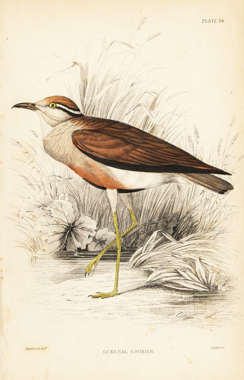 Temmincks Rennvogel, Cursorius temminckii (Senegal-Rennvogel, Tachydromus senegalensis). Handkolorierter Stahlstich von William Lizars nach William Swainson aus Sir William Jardine