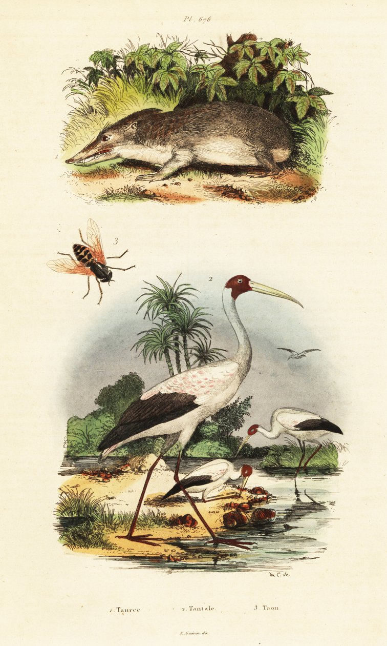 Tenrec, cicogna e tafano, 1834-1839 (incisione) da Unbekannter Künstler