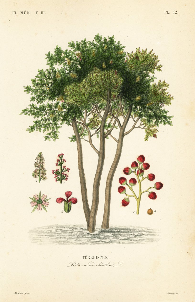 Terebinto o albero della trementina, Pistacia terebinthus da Unbekannt