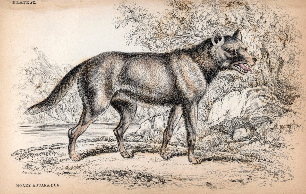 Volpe del Brasile (litografia) da Unbekannter Künstler