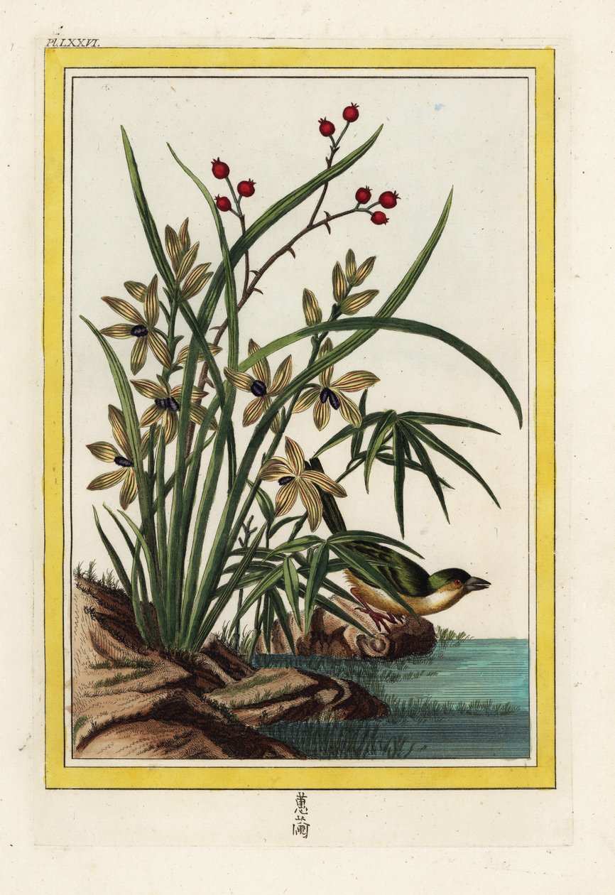 Elleborina della Cina. Orchidea elleborina, Cephalanthera longifolia. Acquaforte colorata a mano dal 