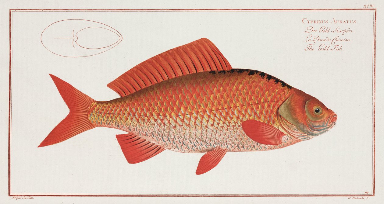 Il pesce rosso da Unbekannter Künstler