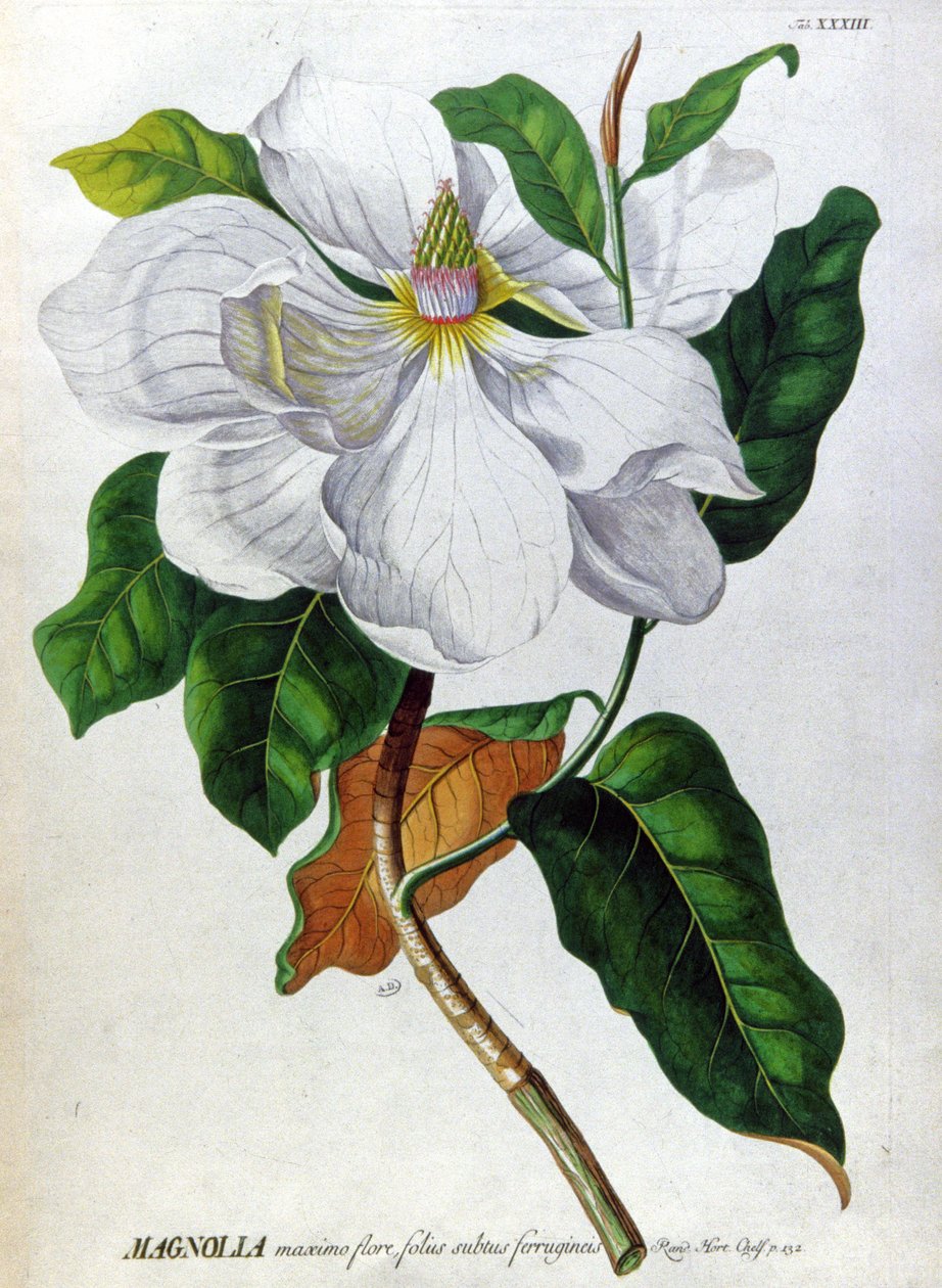 La magnolia da Unbekannter Künstler