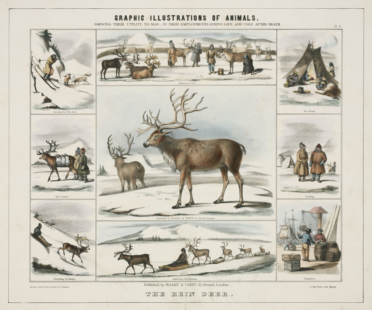 Il cervo rein, c 1845 da Unbekannt