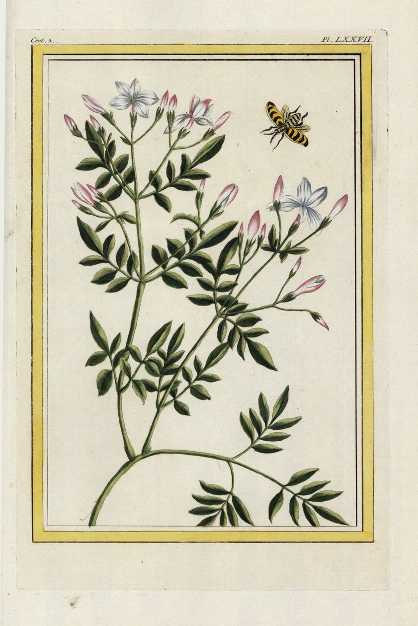 Gelsomino spagnolo. Gelsomino spagnolo, Jasminum grandiflorum. Acquaforte colorata a mano dal 