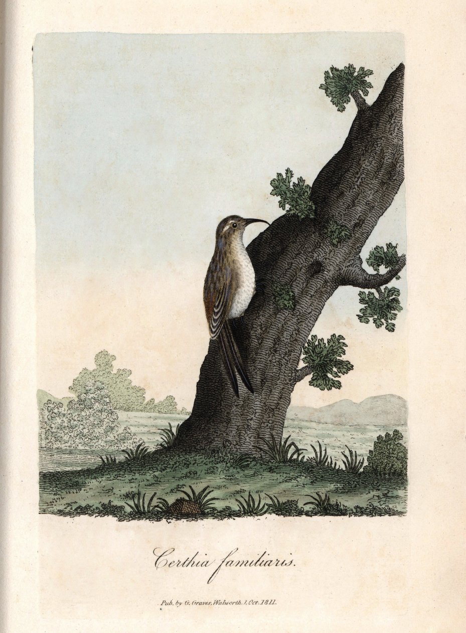Il rampicante dei boschi. Incisione su rame colorata di George Graves, in British Ornithology da Unbekannter Künstler
