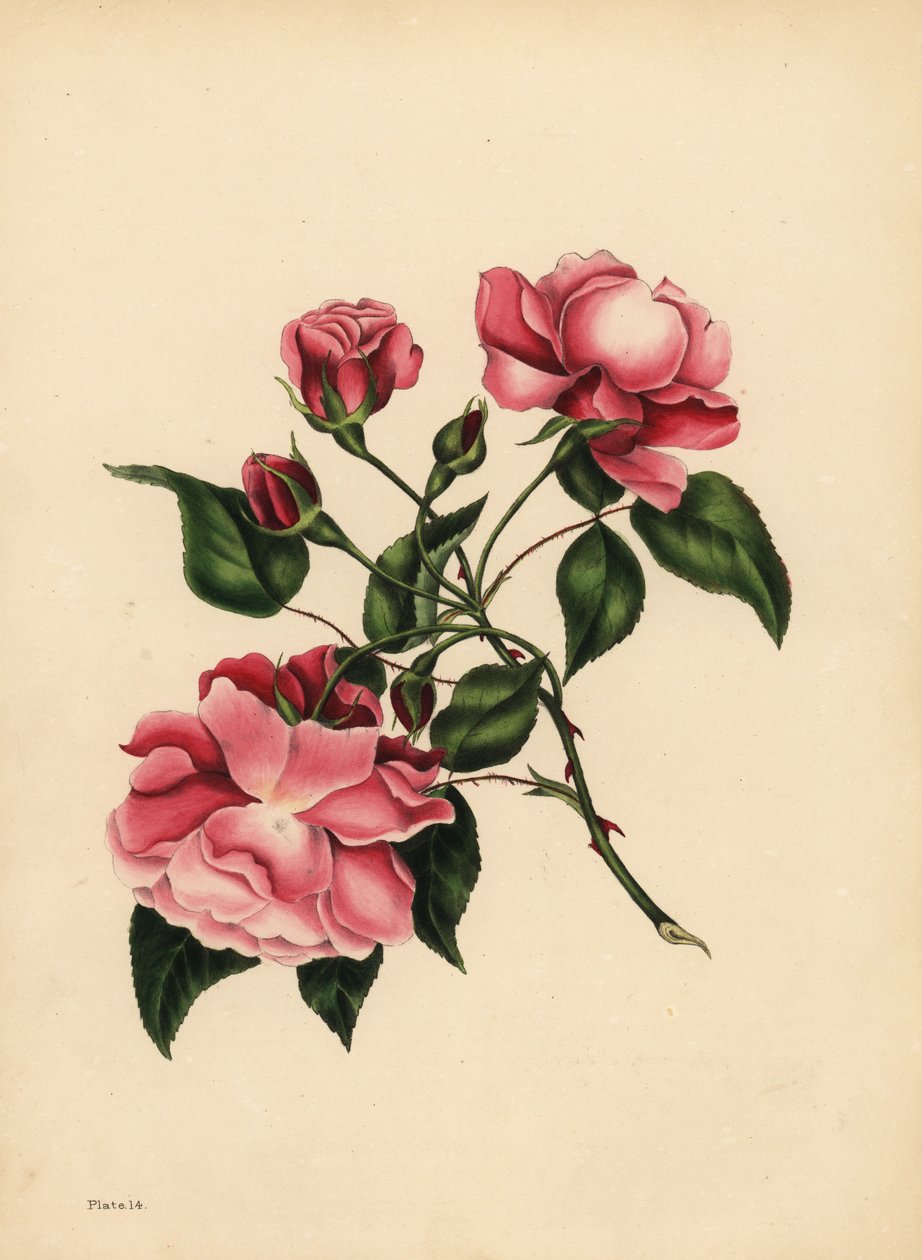 La rosa sempre fiorita, Bellezza sempre nuova da Unbekannt