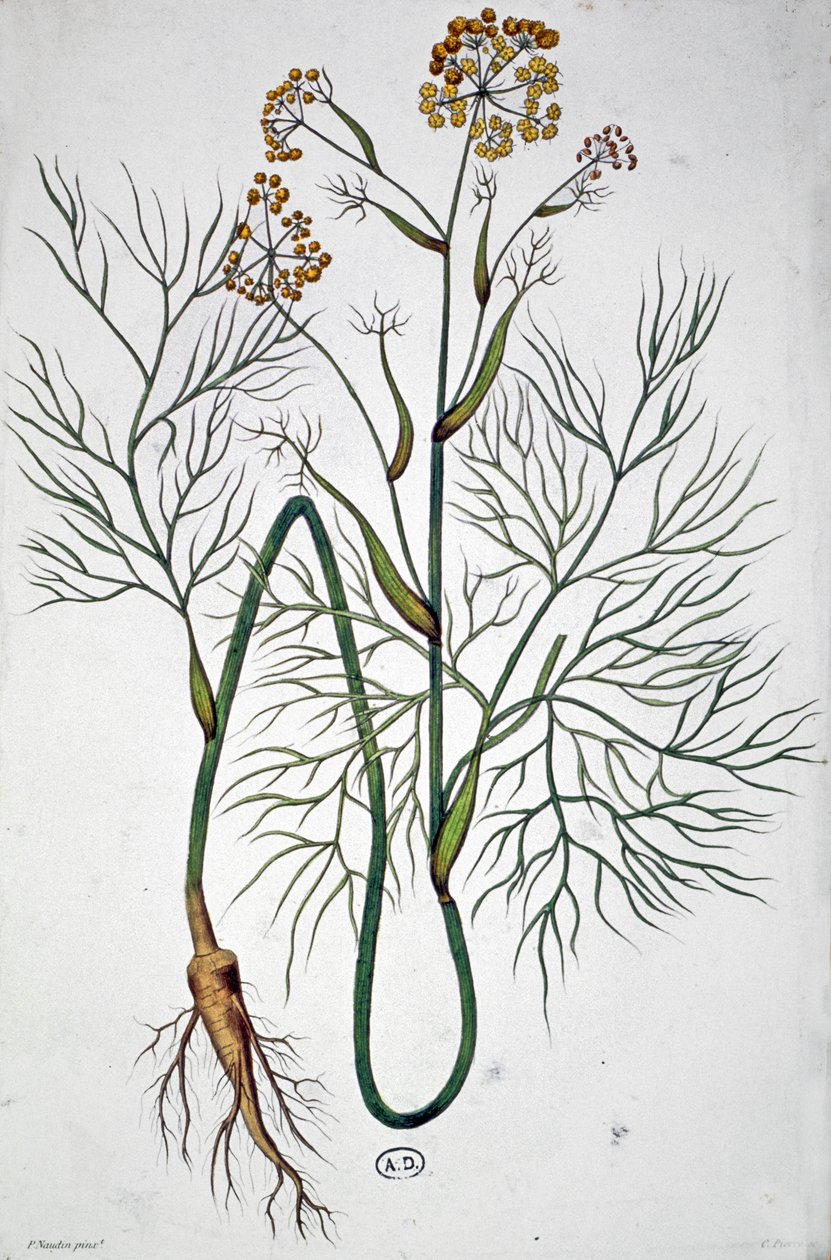 Il finocchio, c.1850 (incisione) da Unbekannter Künstler