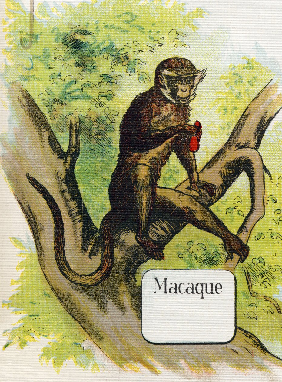 Il macaco. Incisione in "ABC L
