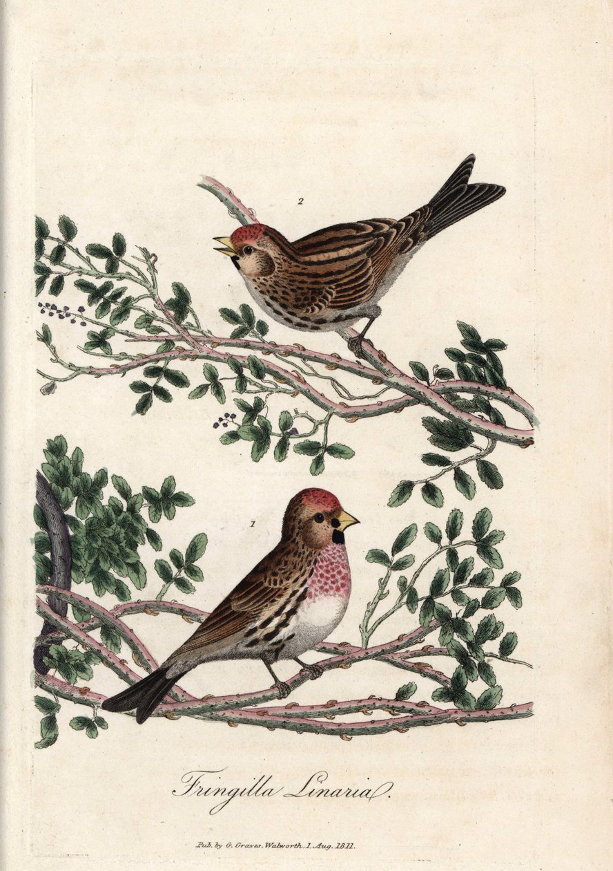 Il sizerin o piccola linotte. Incisione su rame colorata di George Graves, in British Ornithology da Unbekannter Künstler