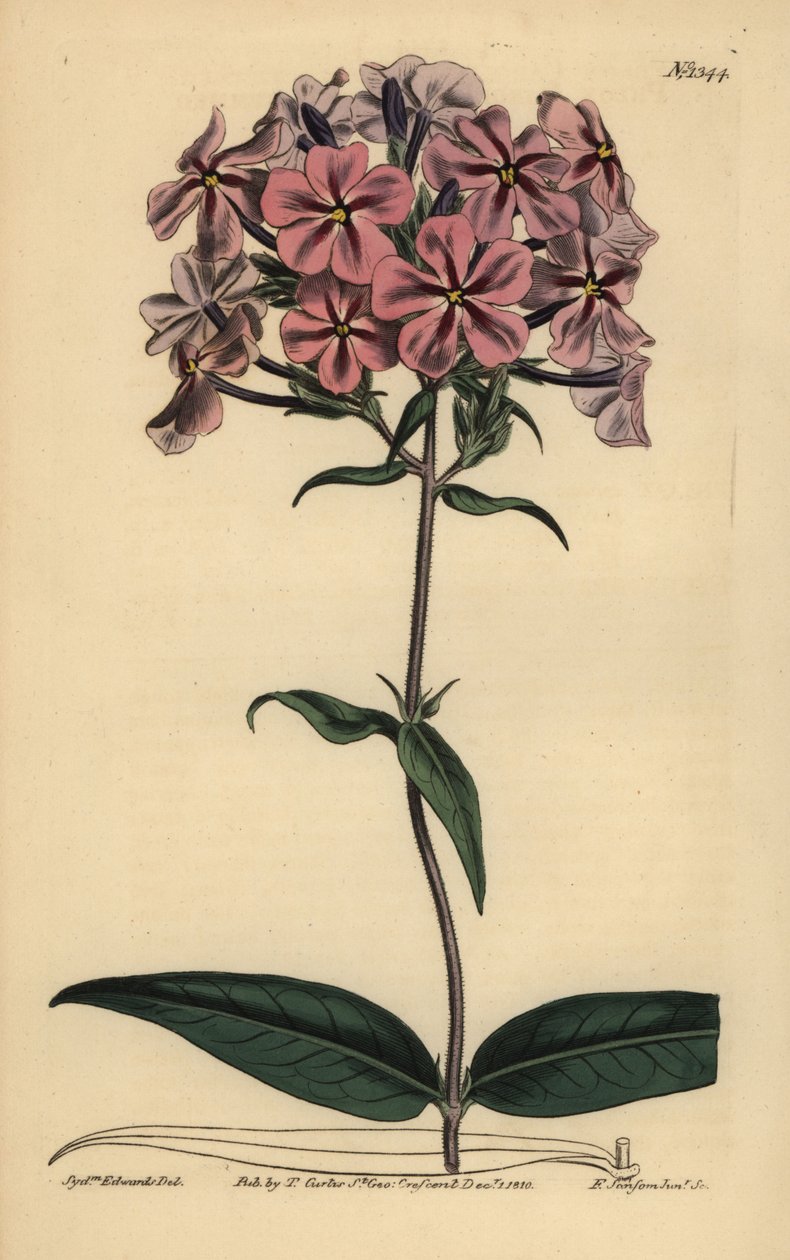 Phlox carolina, Phlox carolina da Unbekannt