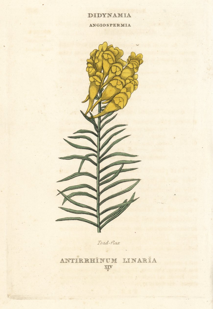 Linaria, Linaria vulgaris (Antirrhinum linaria). Incisione a mano colorata su rame da un