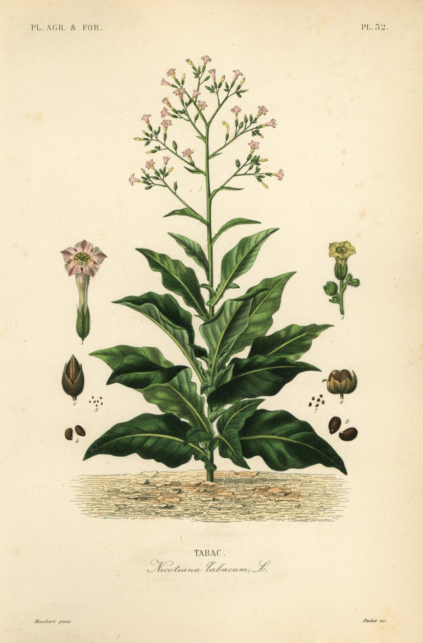 Pianta del tabacco, Nicotiana tabacum da Unbekannt