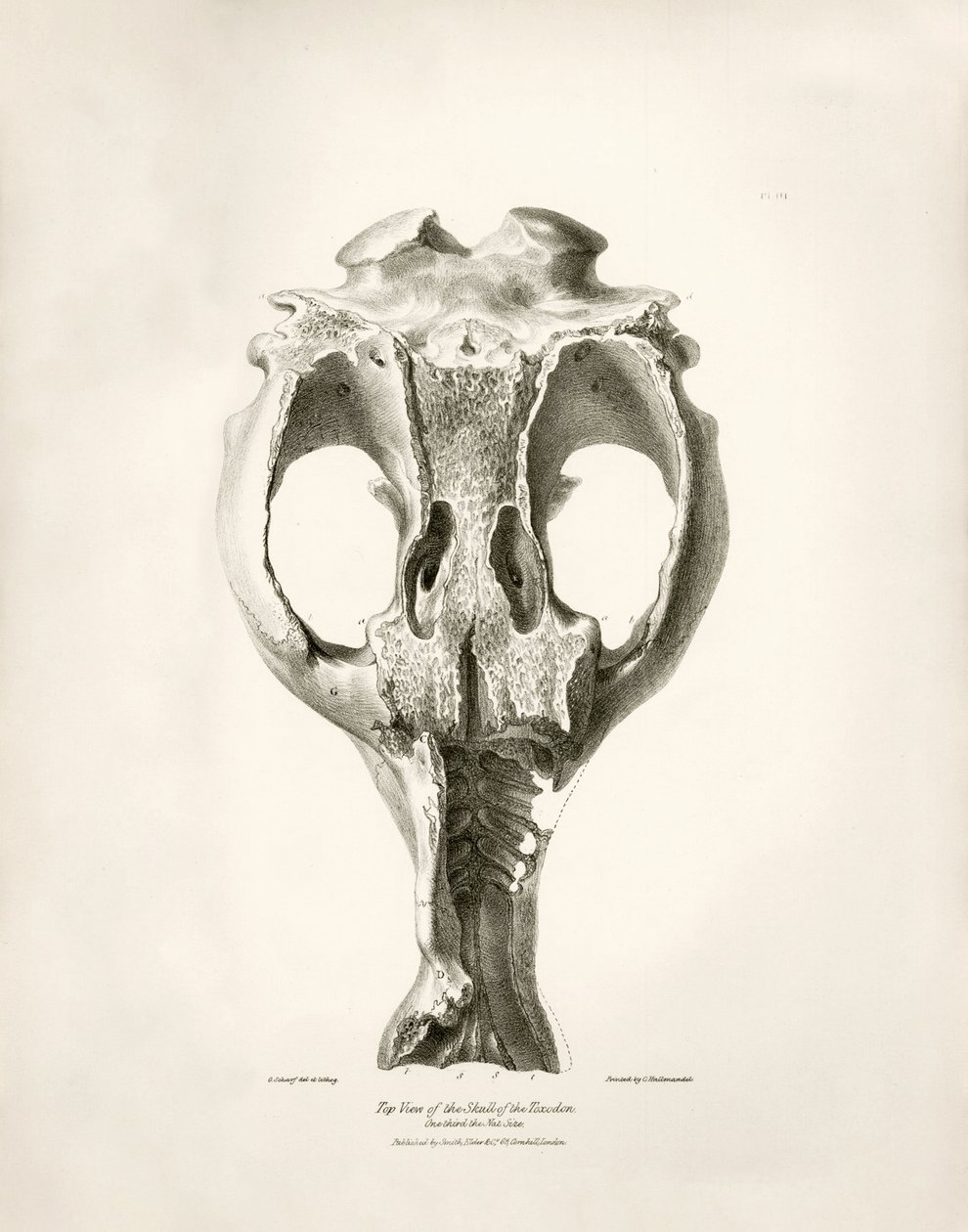 Toxodon Crane, un animale preistorico trovato da Charles Darwin vicino a Montevideo, Uruguay durante il suo viaggio di esplorazione a bordo del Beagle. The Zoology of the voyage of H.M.S. Beagle sotto il comando del Capitano Fitzroy durante gli anni 1832-1 da Unbekannter Künstler