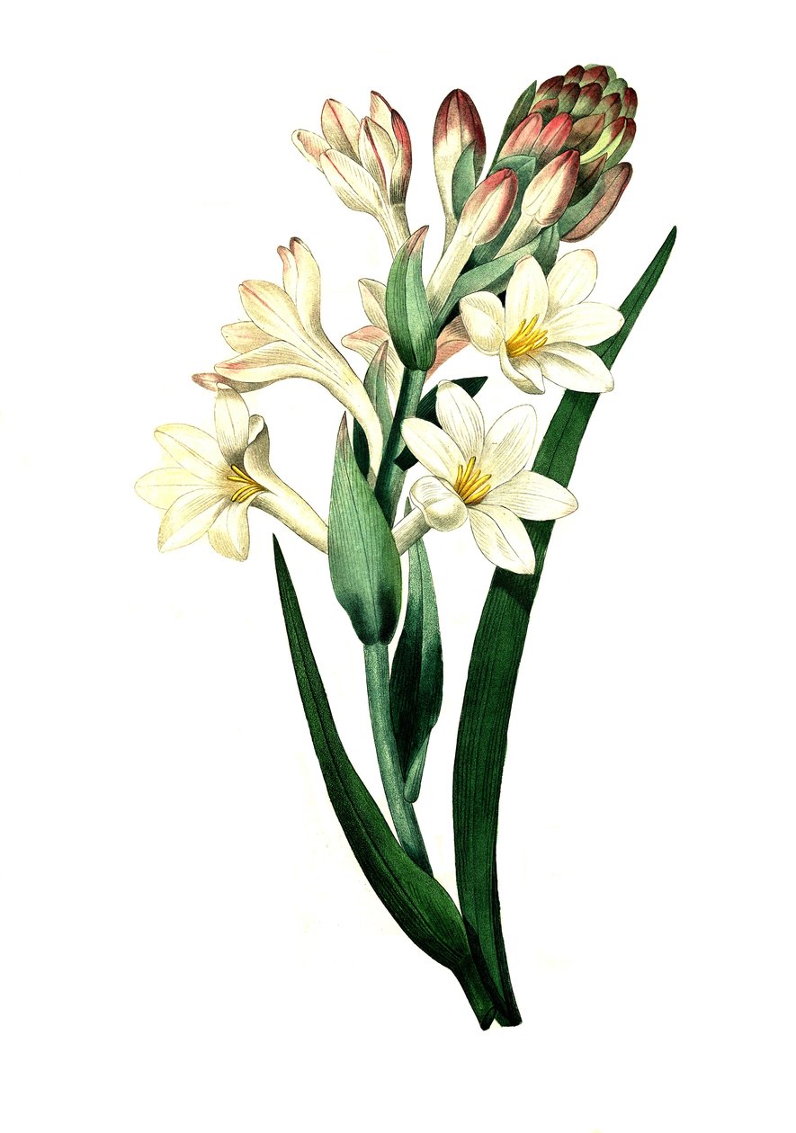 Tuberosa, Agave amica (Agave polianthes), riproduzione digitale di un