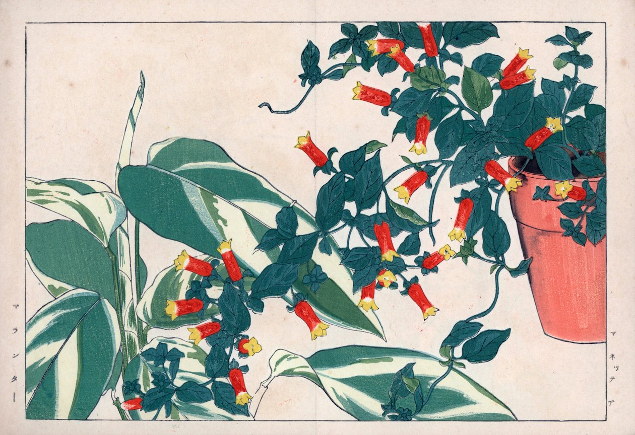 Manettia bicolore in vaso e dicadame o erba con frecce. Vite petardo, Manettia bicolor, in un vaso di fiori e maranta, Maranta arundinacea. Stampa xilografica colorata a mano dal 