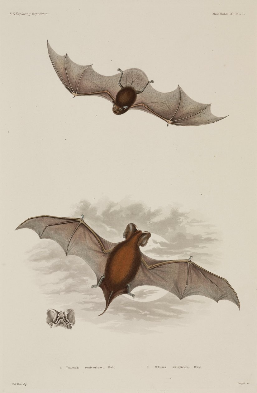 Due tipi di pipistrello da Unbekannter Künstler