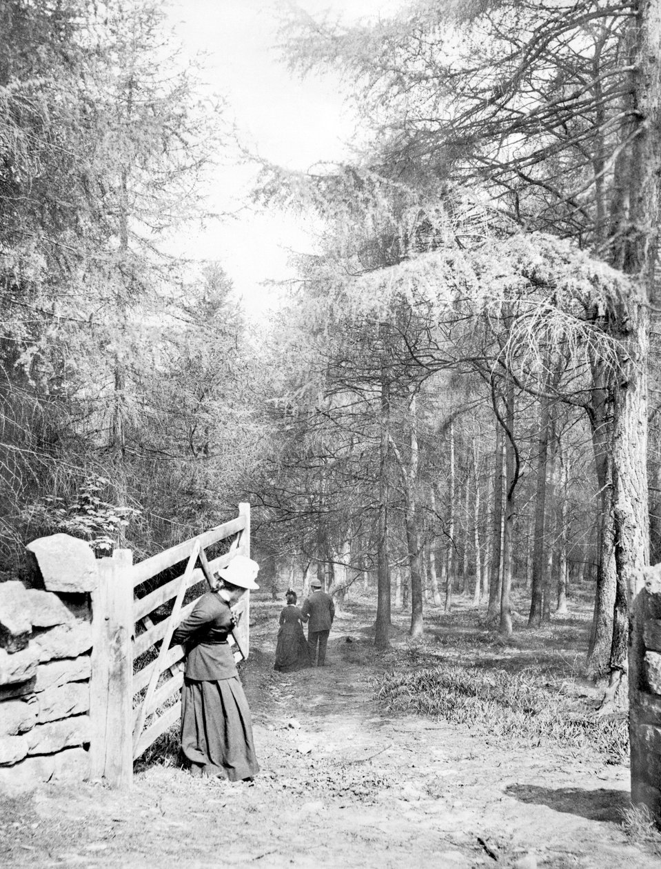 Regno Unito: Eaton Woods, c1890 da Unbekannt