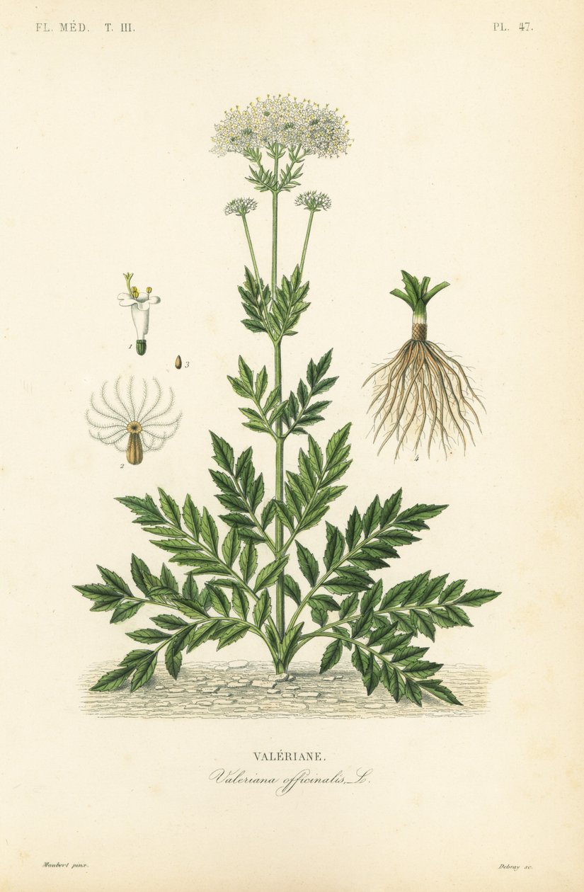 Valeriana, Valeriana officinalis da Unbekannt