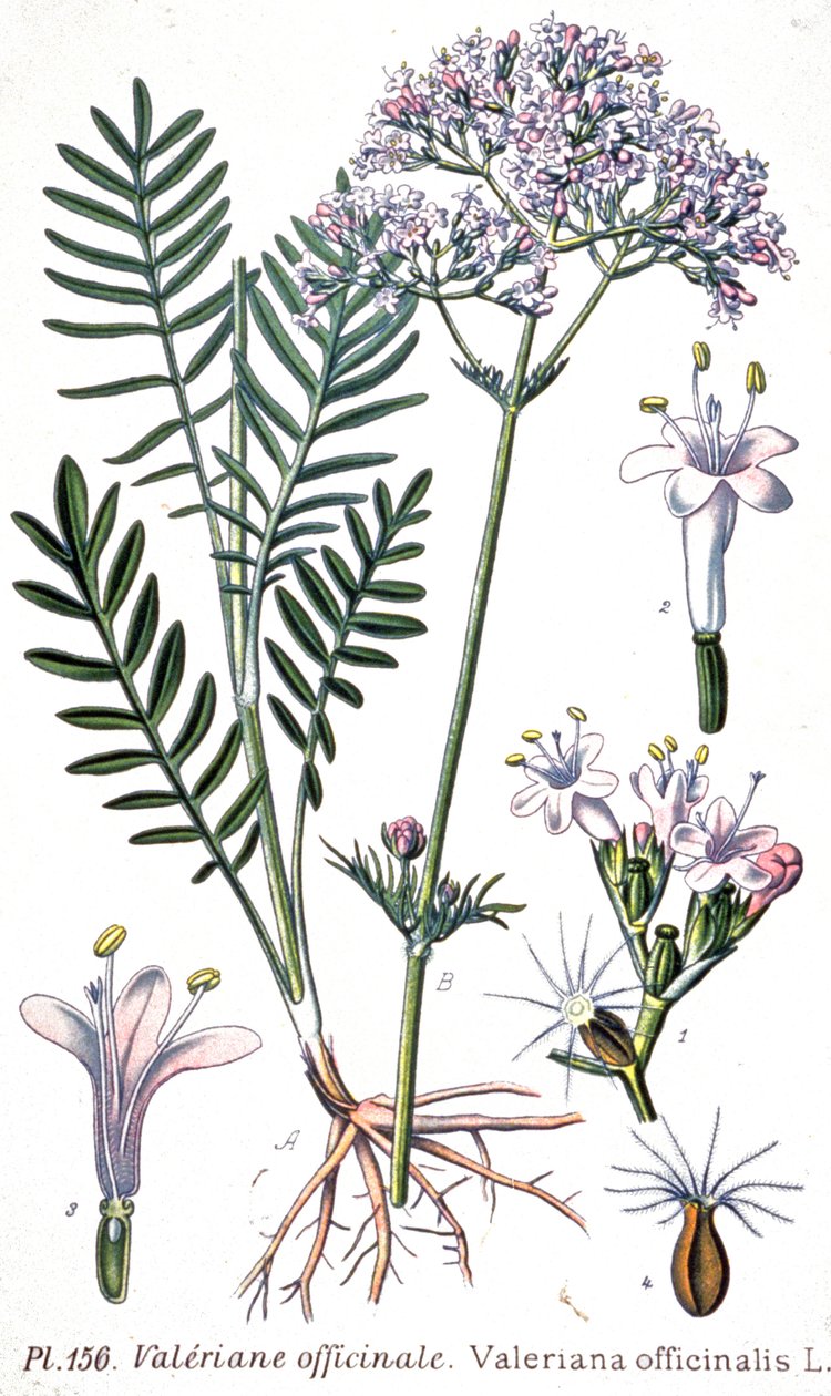 Valeriana officinale da Unbekannter Künstler