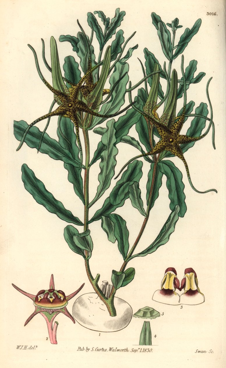 Varietà di Brachystelma (Brachystelma crispum) - Illustrazione di William Jackson Hooper, incisione di Swan, per il Botanical Magazine di William Curtis da Unbekannter Künstler