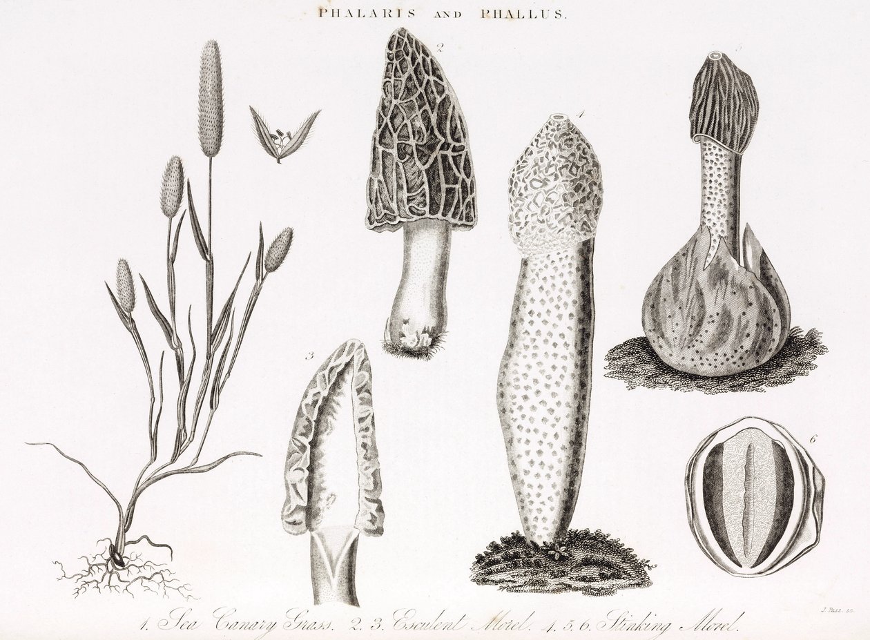 Varietà di graminacee phalaris aquatica e funghi morilla da Unbekannt