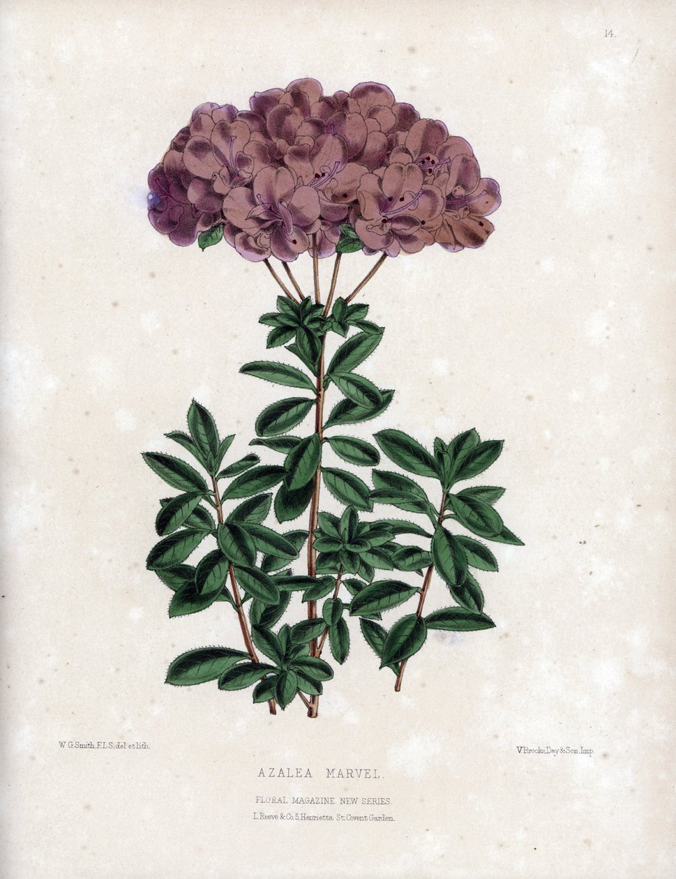 Varietät der Azalee Marvel, mit kleinen halbgefüllten Blüten des Typs Amcena, blassviolette Farbe. Lithographie von Worthington G. Smith (1835-1917), veröffentlicht im Floral Magazine von Unbekannter Künstler