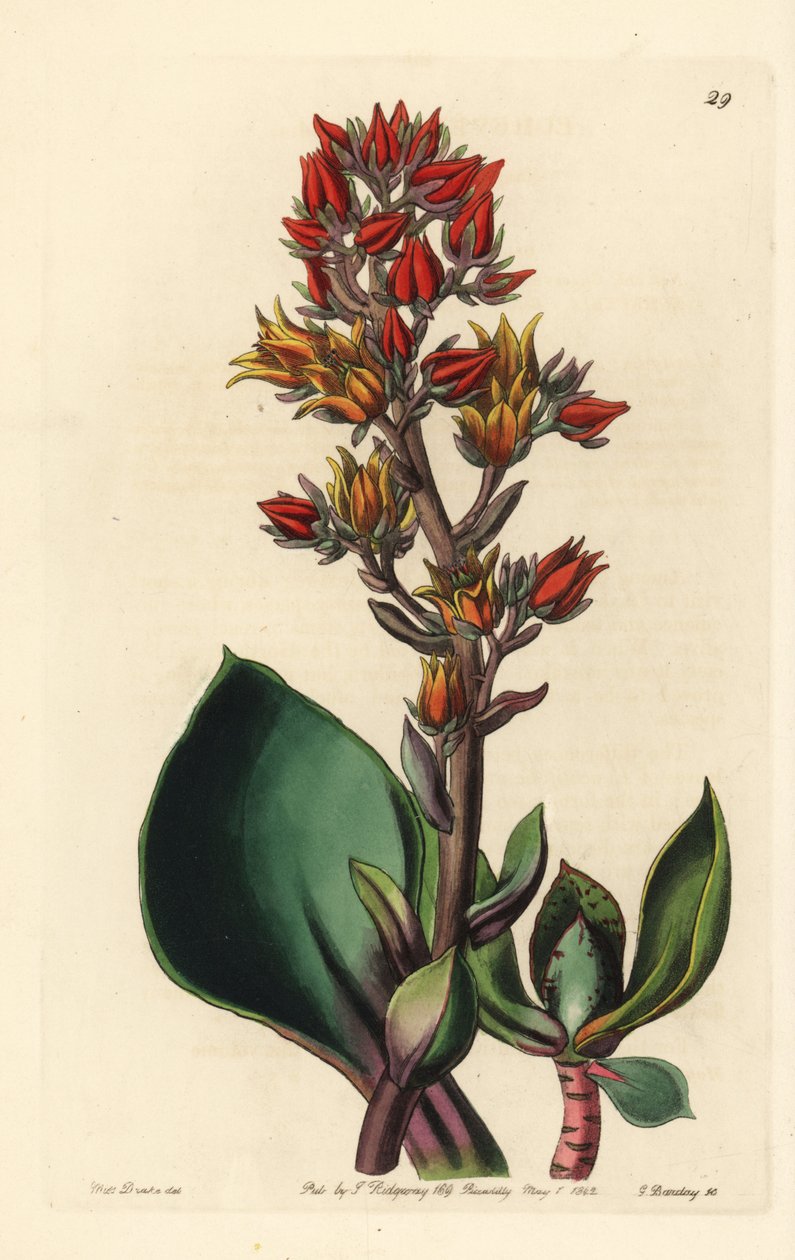 Varietà di Echeveria (pianta succulenta dell
