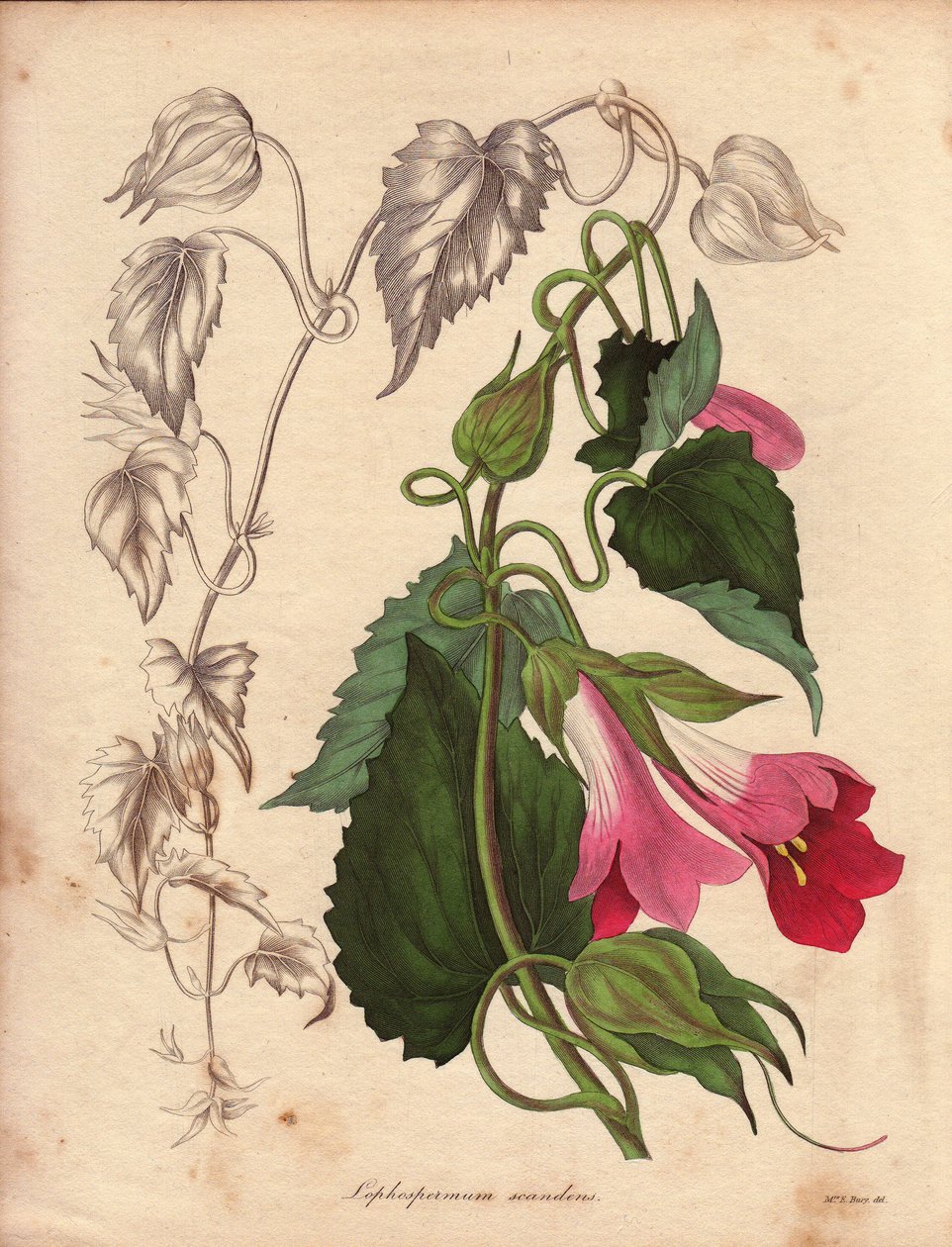 Varietà di Lophospermum (L.Scandens), rampicante con fiori rosa e viola. Specie scoperta dal Sig. Bates, molto diffusa nei cespugli del Messico. Questa pianta è stata coltivata nella collezione di Charles Tayleure ed era presente al Giardino Botanico di Li da Unbekannter Künstler