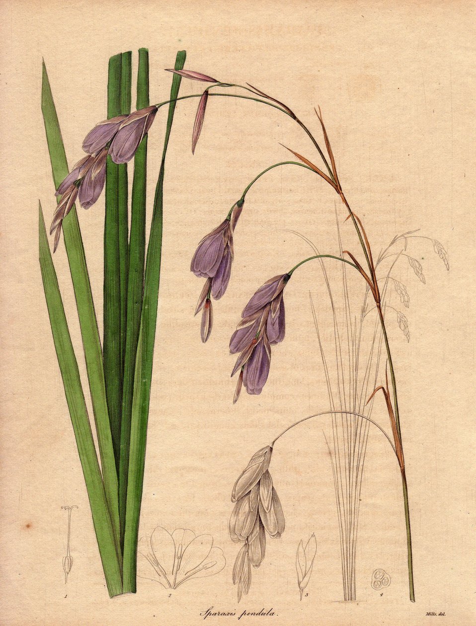 Varietà di iris (Sparaxis pendula), chiamato fiore Arlecchino, originario del Sudafrica, con fiori pendenti di colore lilla. Illustrazione di R. Mills (attivo 1836-1842), in The Botanist, serie di Benjamin Maund in cinque volumi, pubblicata tra il 1836 e i da Unbekannter Künstler