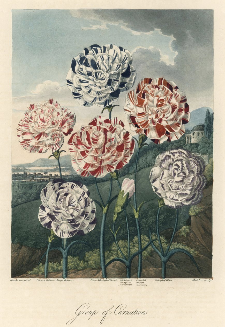 Varietà di garofani comuni (o garofani da fiorista o garofani di chiodi di garofano). Acquaforte, estratta da 