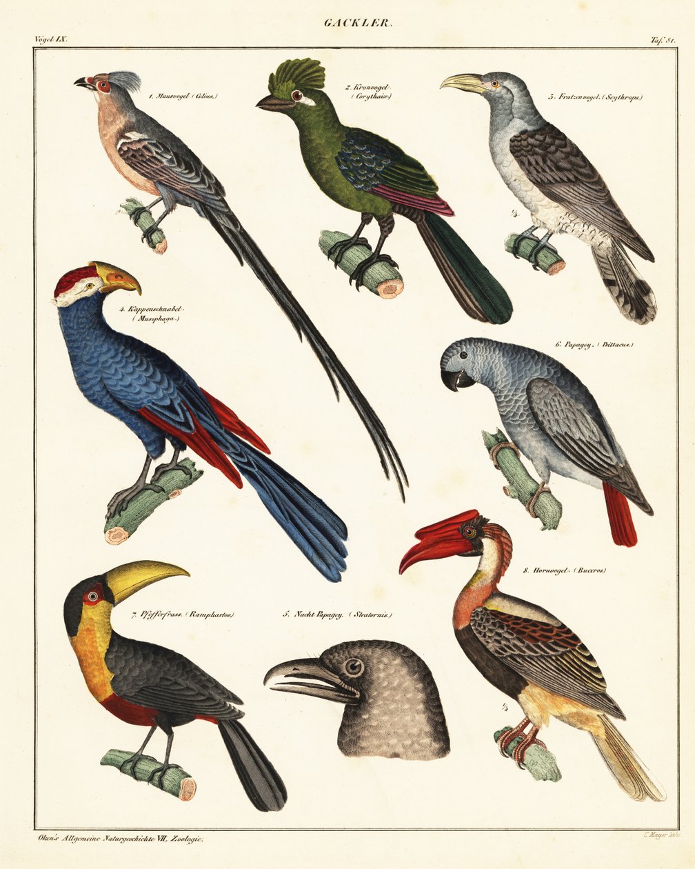 Varietà di uccelli, 1841 (litografia) da Unbekannter Künstler