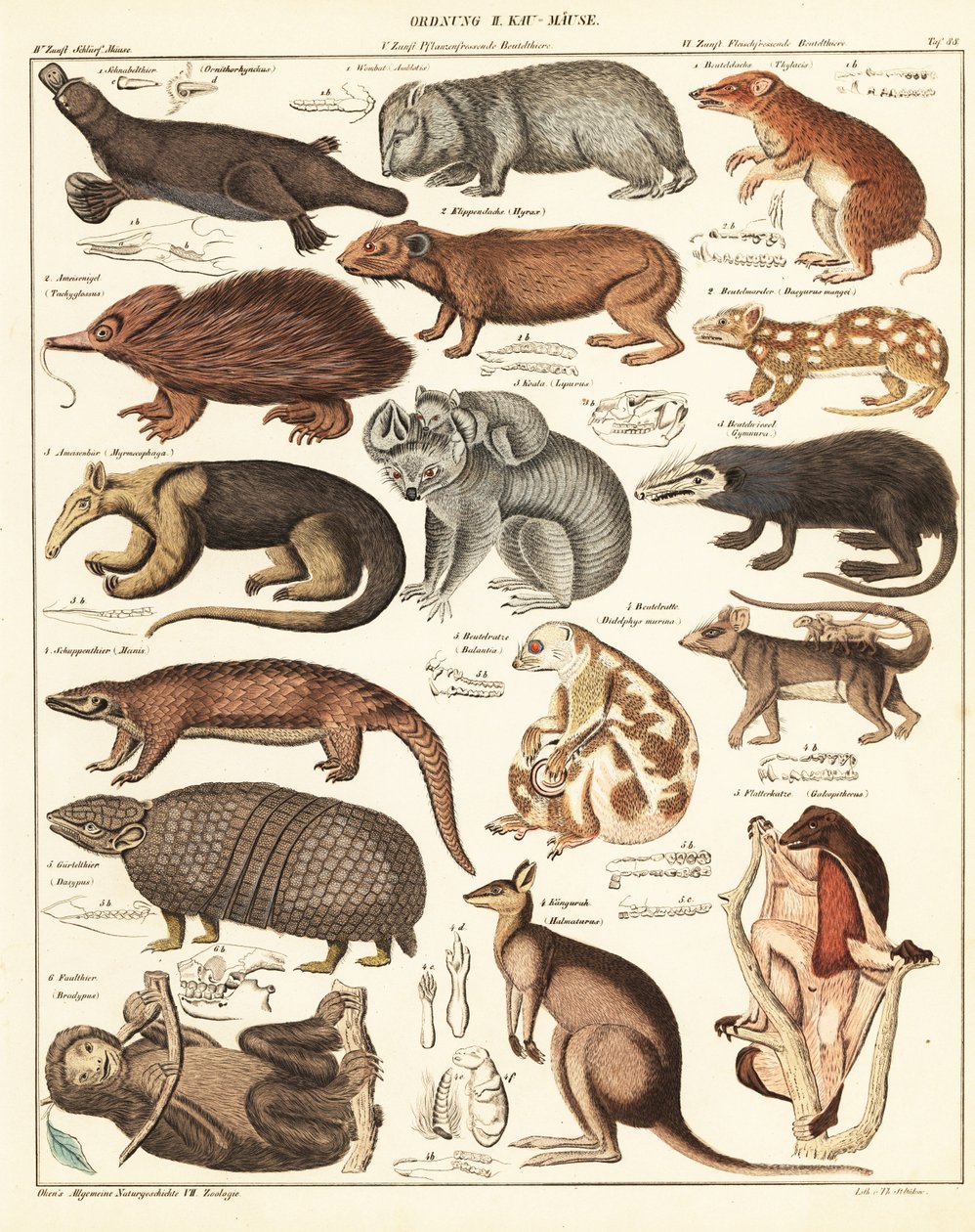 Varietà di marsupiali (litografia) da Unbekannter Künstler