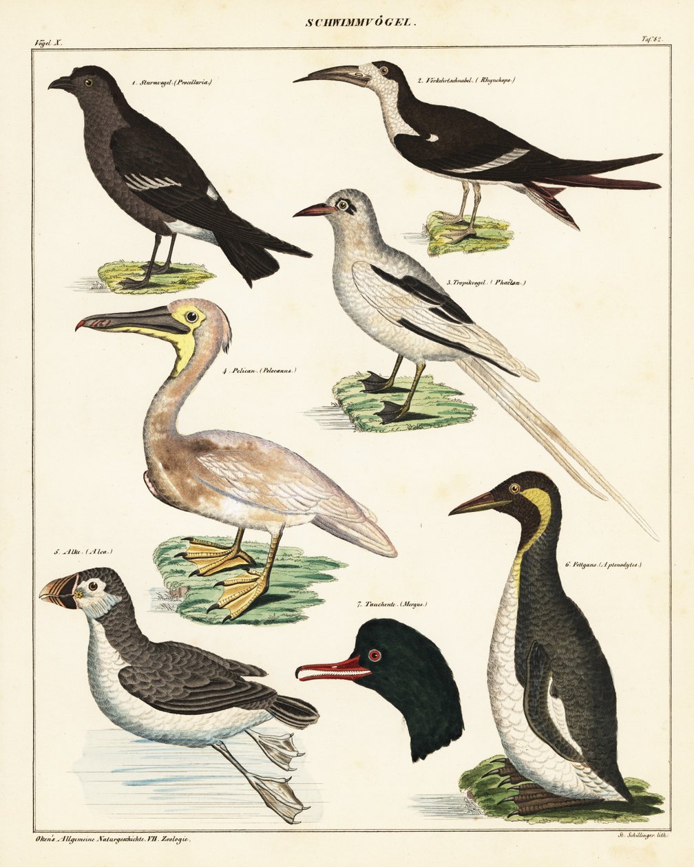 Varietà di uccelli marini, 1841 (litografia) da Unbekannter Künstler