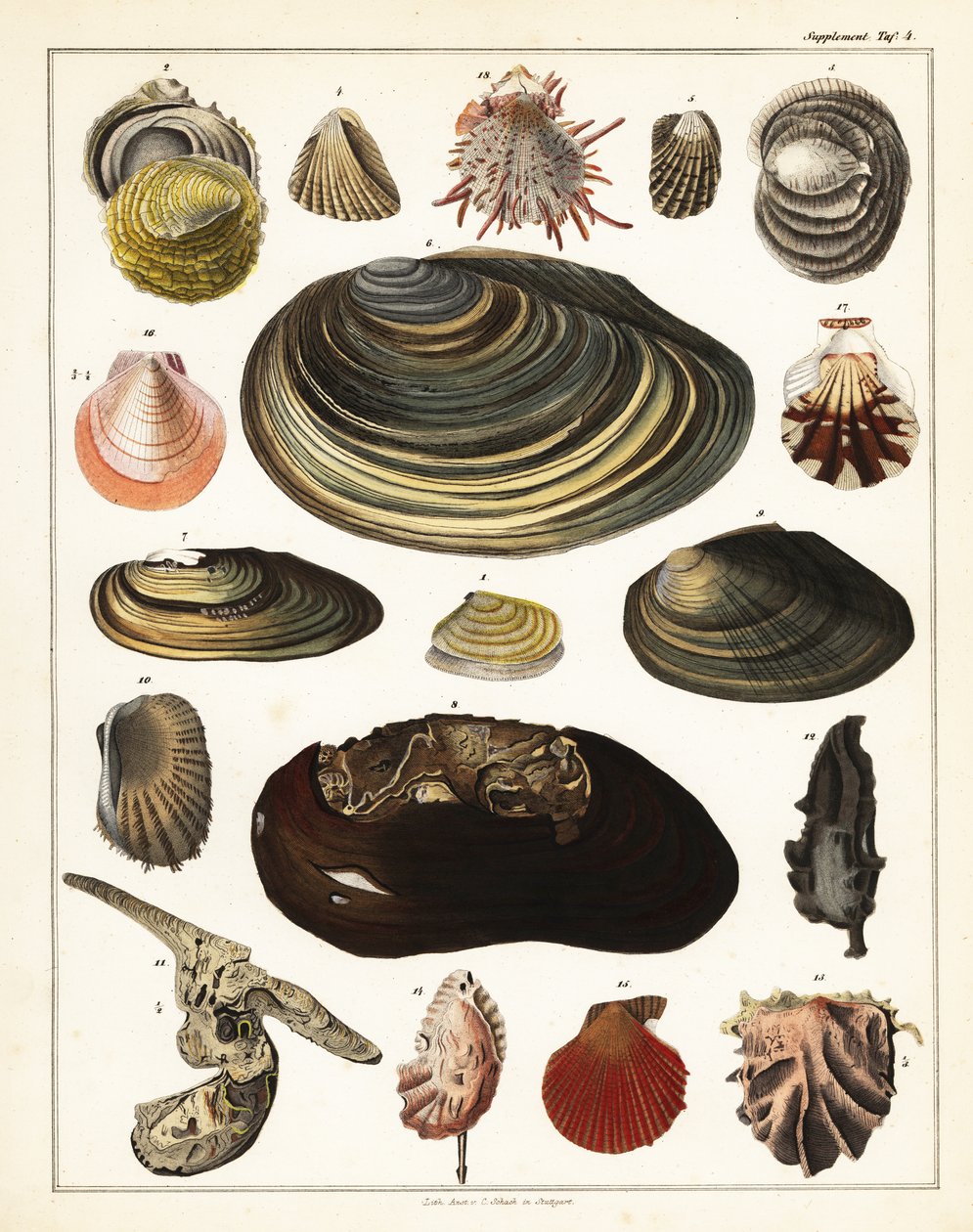 Varietà di conchiglie, molluschi da Unbekannter Künstler