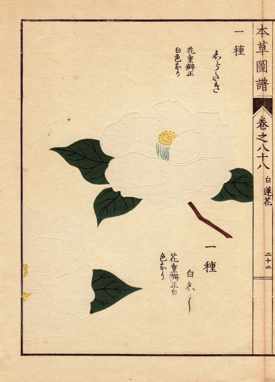 Varietà di camelie dal Giappone (Thea japonica Nois): Shirataki e Shiroshishi, con fiori bianchi. Eau forte en couleurs, xilografia di Kanen Iwasaki (1786-1842) botanico, entomologo e zoologo giapponese, pubblicata in Honzo Zufu, nel 1884, una guida illust da Unbekannter Künstler