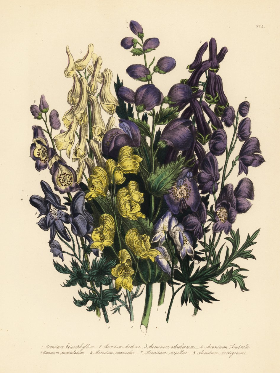 Aconito a foglie varie, Aconitum heterophyllum, aconito giallo, A. anthora, aconito giallo pallido, A. ochroleucumum, aconito viola dei Carpazi, aconito panicolato, A. paniculatum, A. versicolor, aconito comune, A. napellus, e A. variegatum da Unbekannter Künstler