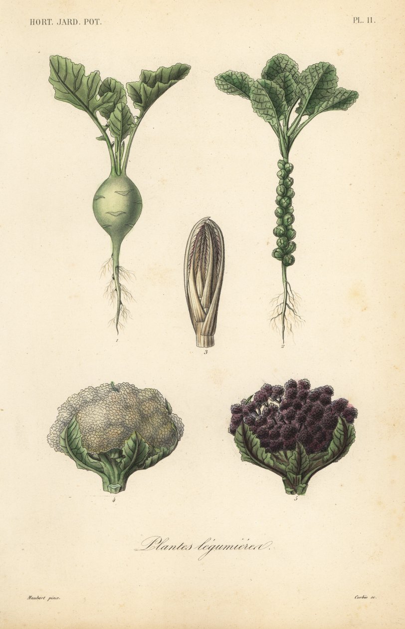 Verdure da Unbekannt