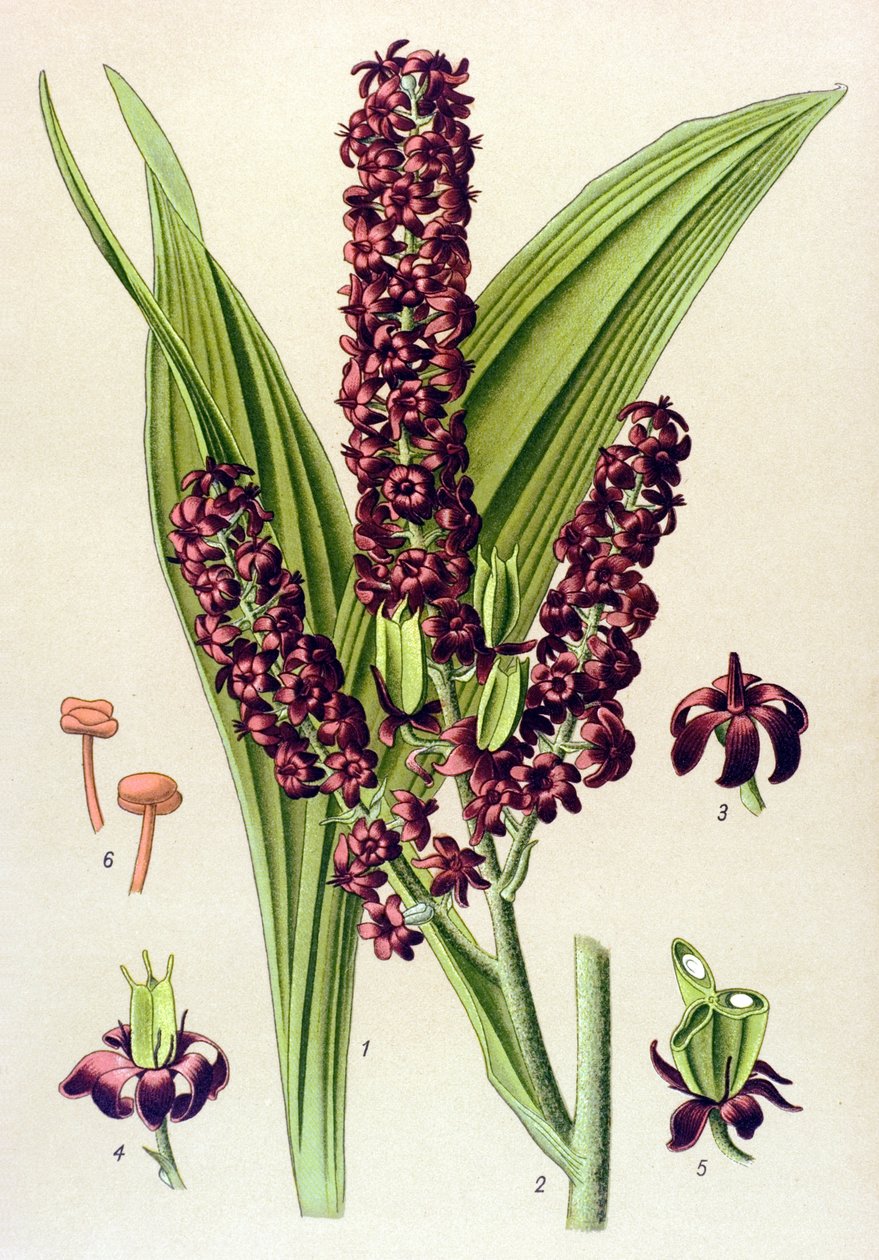 Pianta velenosa: Veratro nero (Veratrum nigrum) da Unbekannter Künstler