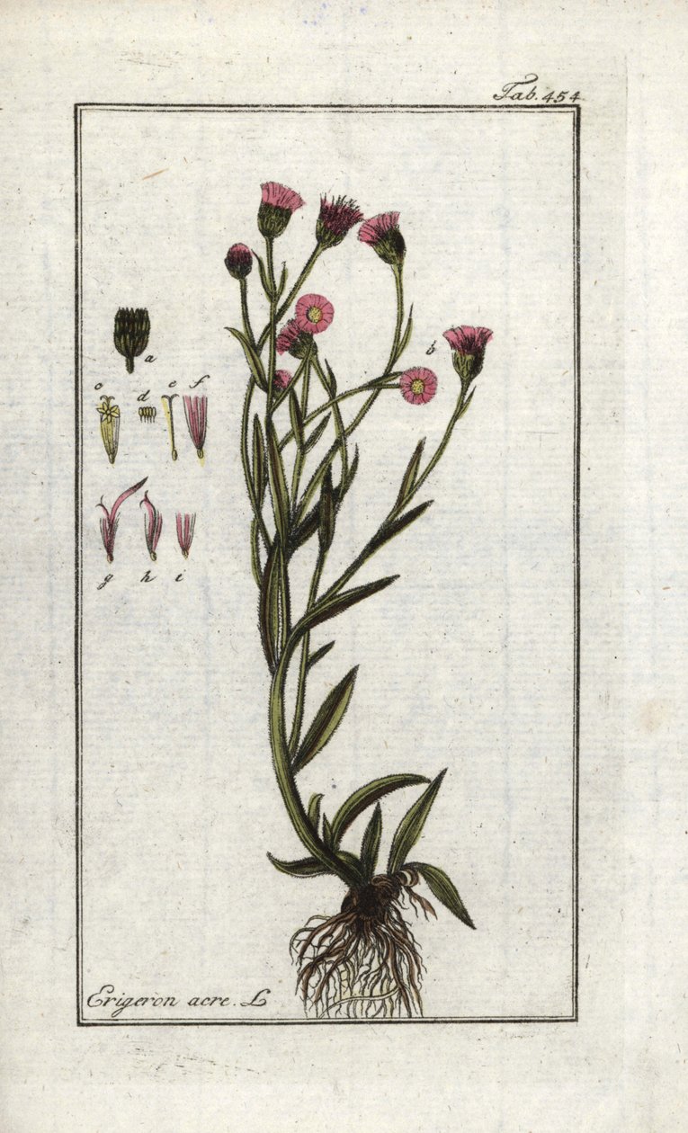 Erigeron acris da Unbekannter Künstler