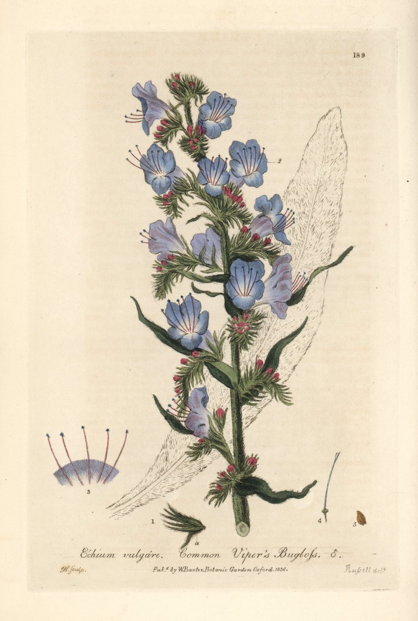 Vipera comune - Viperina, Echium vulgare - Incisione a rame colorata a mano di J. Whessell da un disegno di Isaac Russell dal 